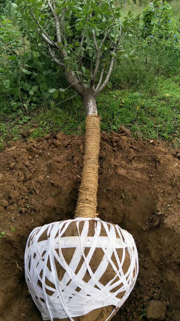 䡢ľԕrĤw