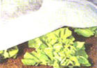 rßo 